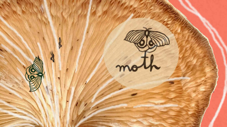 The Future of More-Than-Human Rights