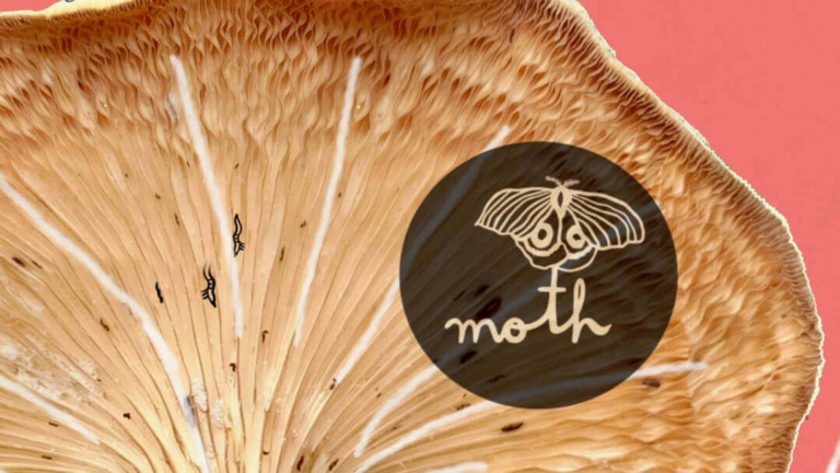 What are More-Than-Human Rights?