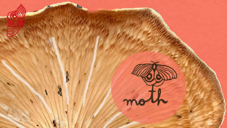 What’s Happening with More-Than-Human Rights?