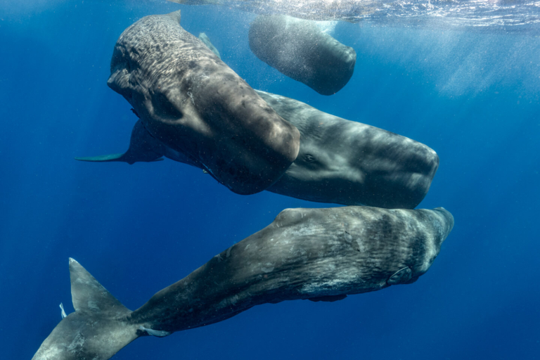 MOTH x CETI: Exploring How Understanding Sperm Whale Communications Can Be a Force for Good