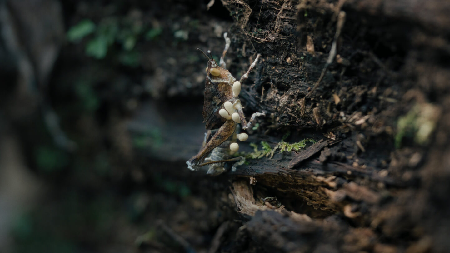 Illustrative image