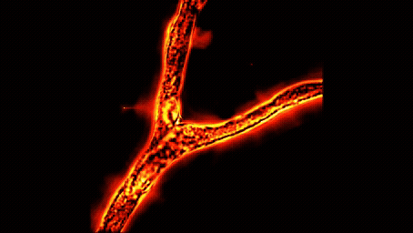 Illustrative image